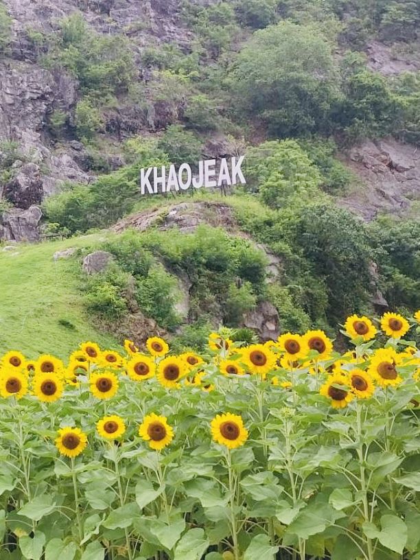 ไปถ่ายรูปเล่นกันมั้ย? ทุ่งทานตะวันเขาเจียกกำลังบาน