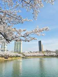 Sakura Magic at Seokchon Lake