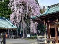 漫步在石鳥居與紅神橋的春櫻時光---仙台東照宮