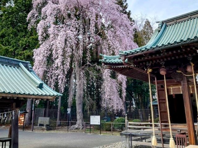 漫步在石鳥居與紅神橋的春櫻時光---仙台東照宮