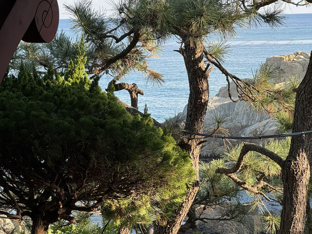 釜山海東龍宮寺｜海岸線上最美的寺廟🌊