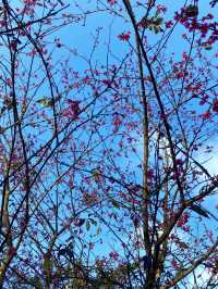 南部最早開花的寶山二集團櫻花公園！