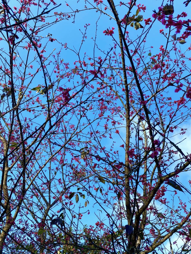 南部最早開花的寶山二集團櫻花公園！