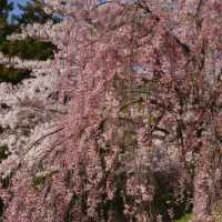 札幌一個公園隨手拍拍就美成這樣