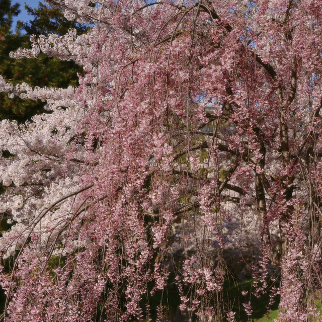 札幌一個公園隨手拍拍就美成這樣