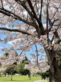櫻花與湖畔的輕柔春風：札幌中島公園的櫻花情懷🌸