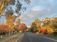 Armidale's winter