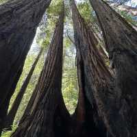 Whispers of the Redwoods: A Weekend in Muir Woods