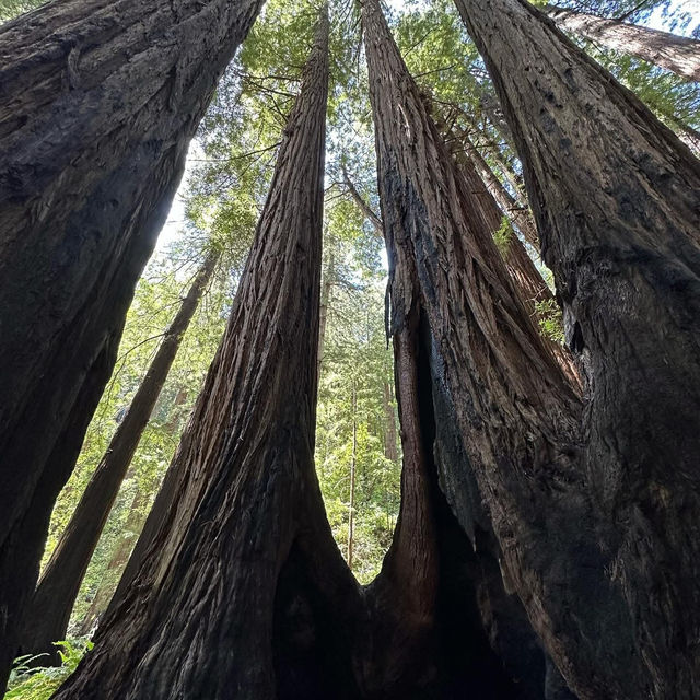 Whispers of the Redwoods: A Weekend in Muir Woods