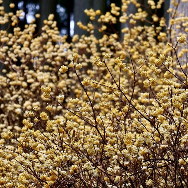 A Golden Spring Hike