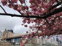 Roosevelt Island’s Final Cherry Blossom Hues
