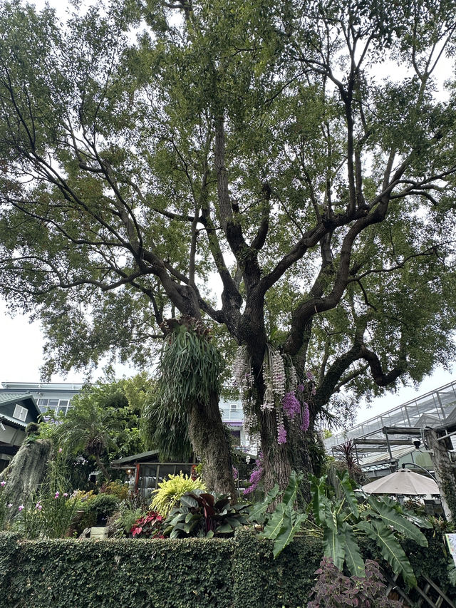 菁芳園 落羽松景觀餐廳