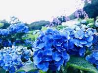 台北｜陽明山繡球花季起跑 一個月花期限定絕美花海