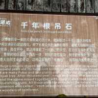 Immersed in Nature: Exploring Yanoda Rainforest in Hainan 