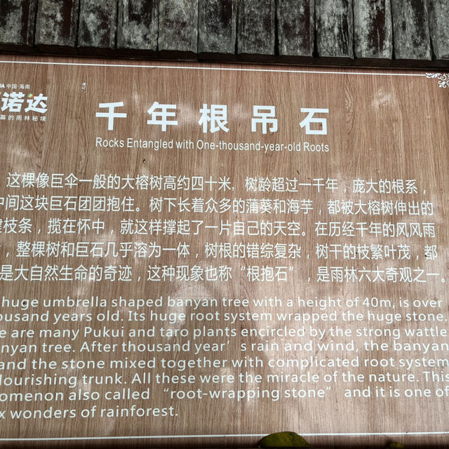 Immersed in Nature: Exploring Yanoda Rainforest in Hainan 