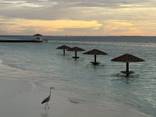 Centara Ras Fushi Resort & Spa