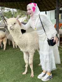 ฟาร์มแกะ ทุ่งสง  - นครศรีธรรมราช 🐑