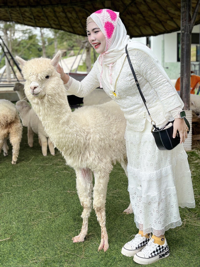 ฟาร์มแกะ ทุ่งสง  - นครศรีธรรมราช 🐑