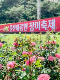 2025 울산대공원 장미축제🌹