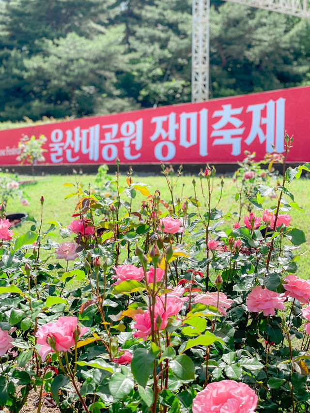 2025 울산대공원 장미축제🌹