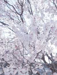 東海道新幹線：大阪去福島只需四小時