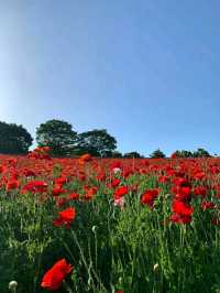 Showa Memorial Park – Tokyo’s Seasonal Wonderland
