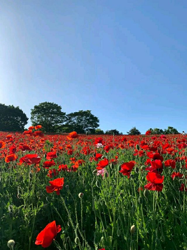 Showa Memorial Park – Tokyo’s Seasonal Wonderland