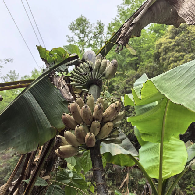 🎉端午布依灰棕三天兩晚新玩法🏞️