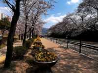 Spring’s Cherry Blossom Fantasy