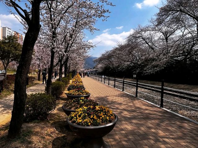 Spring’s Cherry Blossom Fantasy