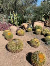 Desert Botanical Garden – Nature’s Art in the Arizona Sun