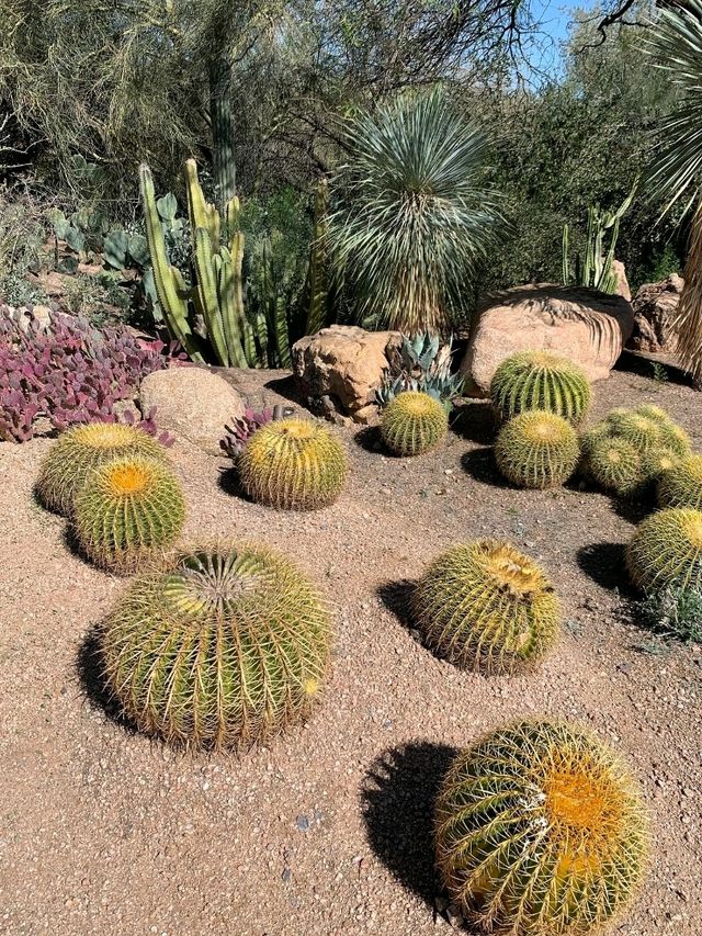 Desert Botanical Garden – Nature’s Art in the Arizona Sun