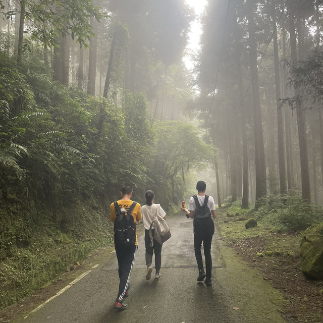 溪頭森林遊樂區🌳