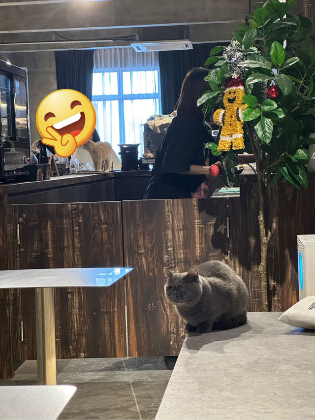 Coffee Cat House in JB