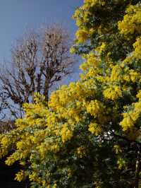 🌸💛**【蔵前神社】 春、桜とミモザに包まれる小さな神社で、やさしい願いごとを**
