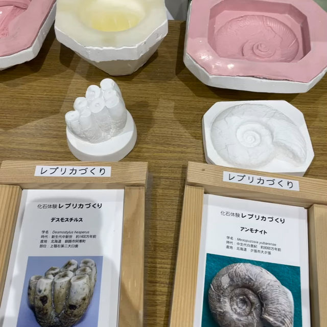 北海道でも珍しい‼️レア体験ができる博物館