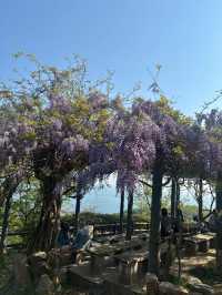 【須磨浦山上遊園で楽しむ藤の花と絶景🌸✨】