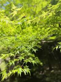 【大阪箕面】新緑の時期に箕面の滝を満喫🌿