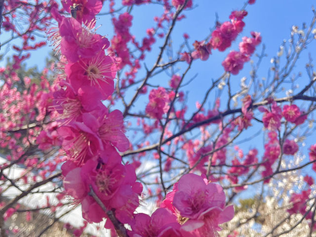 【神奈川】小田原大人のゆる旅🏯