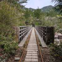 Yakushima Forest Trails (屋久島) – Kagoshima
