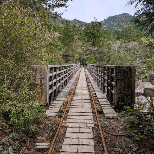 Yakushima Forest Trails (屋久島) – Kagoshima