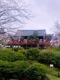ชมซากุระบานที่ Ueno Park