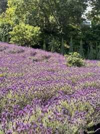 💜 양산 라벤더 카페, 보랏빛 힐링 스팟! 💜