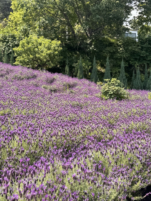 💜 양산 라벤더 카페, 보랏빛 힐링 스팟! 💜