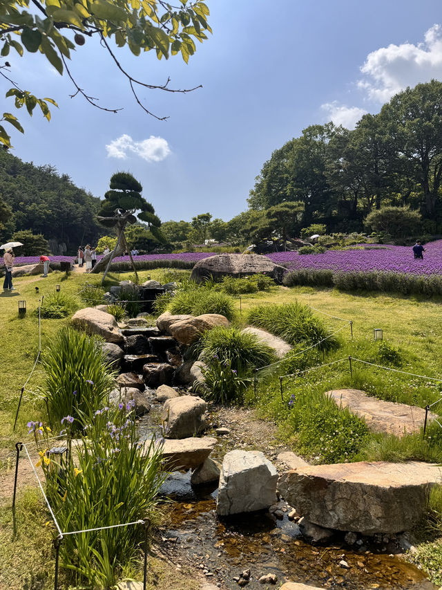 💜 양산 라벤더 카페, 보랏빛 힐링 스팟! 💜