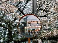 一生人必去的目黑川櫻花祭！