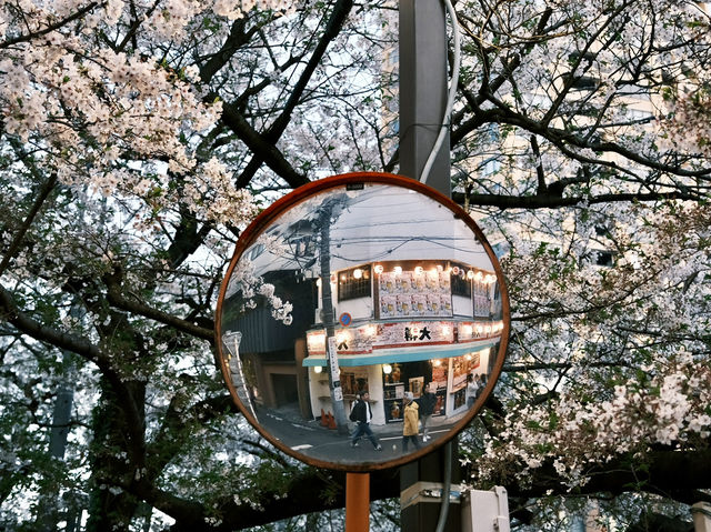 一生人必去的目黑川櫻花祭！