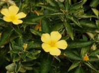 自然と植物の美しさを感じる、スリナーク・クアンカン植物園へ！🌿🌸