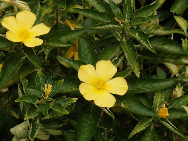 自然と植物の美しさを感じる、スリナーク・クアンカン植物園へ！🌿🌸