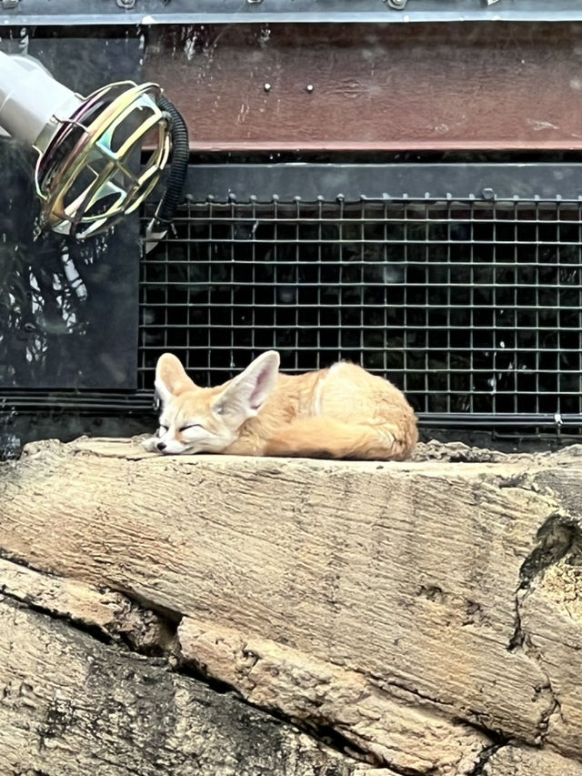 🐾【Taronga Zoo Sydney 攻略｜港景第一排的動物園】🦒🌿